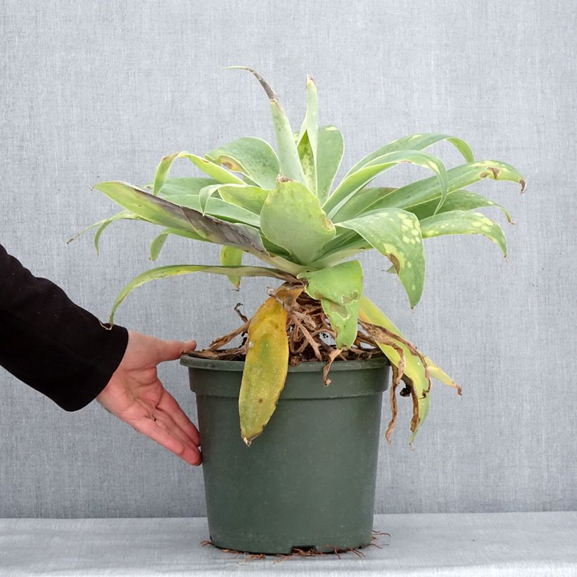 Spécimen de Agave attenuata - Agave à cou de cygne Pot de 7,5L/10L tel que livré en hiver