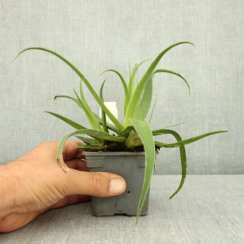 Spécimen de Agave bracteosa Godet de 8/9 cm tel que livré en été