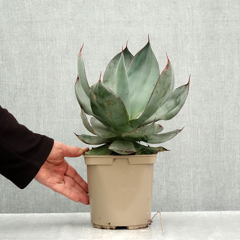 Spécimen de Agave celsii Nova Pot de 3L/4L tel que livré en automne
