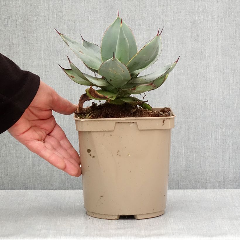 Spécimen de Agave celsii Nova Pot de 3L/4L tel que livré en hiver