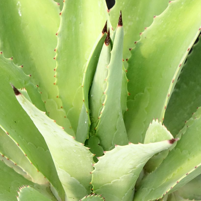 Agave desmetiana (Feuillage)