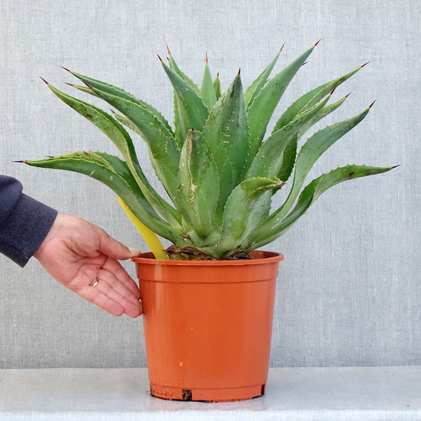 Spécimen de Agave desmetiana Pot de 4L/5L, 25/30 diamètre tel que livré en automne