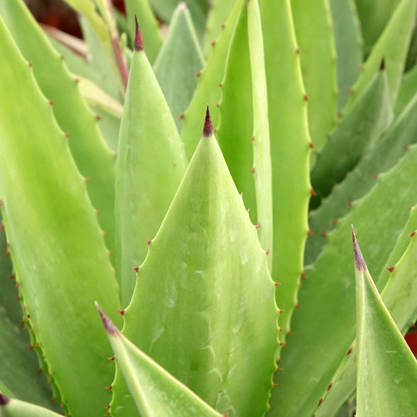 Agave fourcroydes - Henequen (Feuillage)