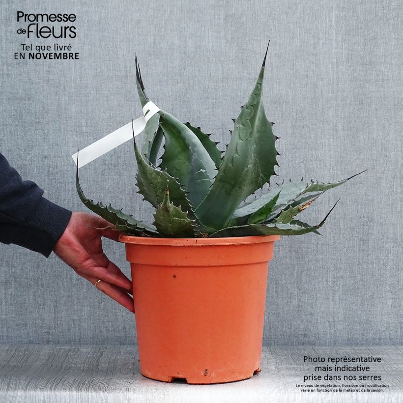 Spécimen de Agave havardiana Pot de 7,5L/10L tel que livré en automne
