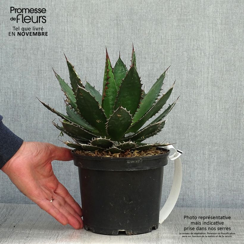Spécimen de Agave horrida Pot de 3L/4L tel que livré en automne