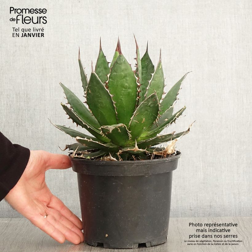 Spécimen de Agave horrida Pot de 3L/4L tel que livré en hiver