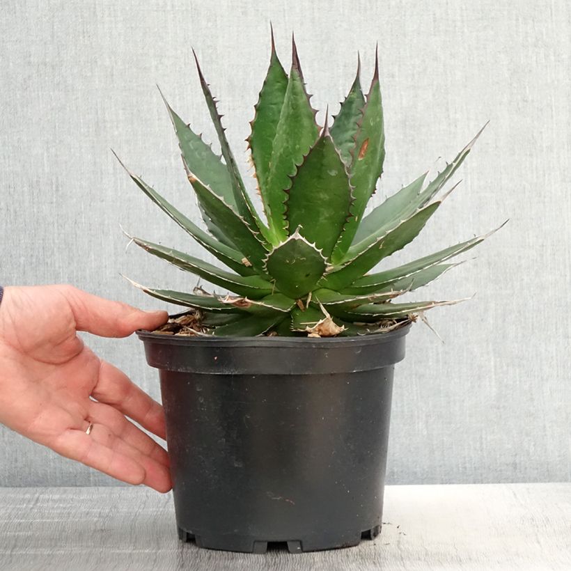 Spécimen de Agave horrida Pot de 3L/4L tel que livré au printemps