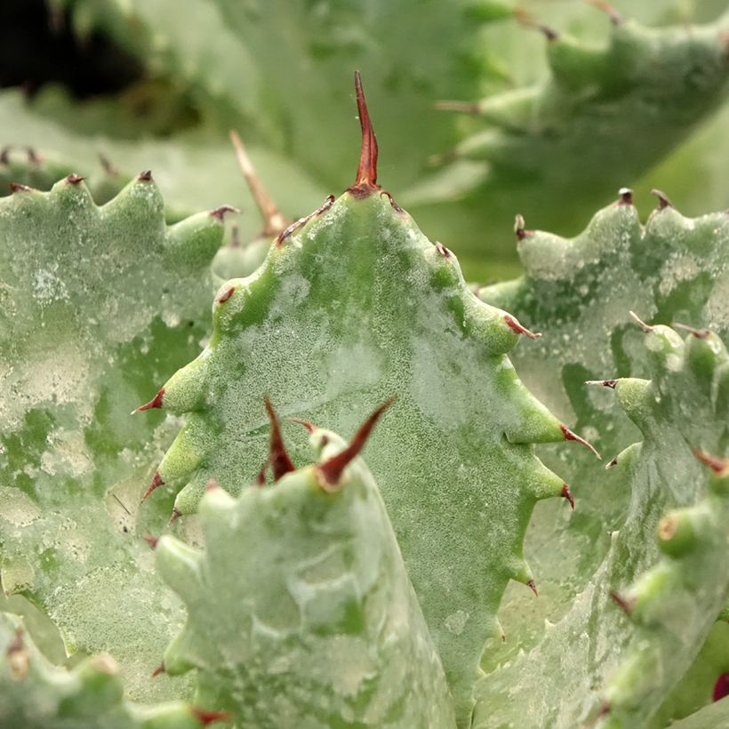 Agave isthmensis (Feuillage)