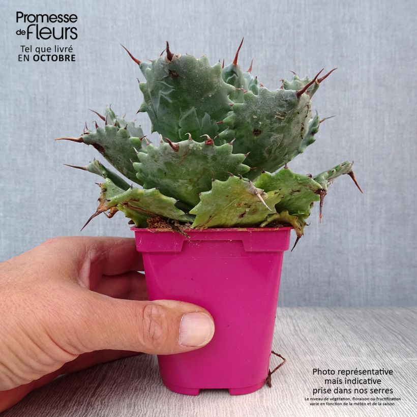 Spécimen de Agave isthmensis Pot de 10 cm/11cm tel que livré en automne