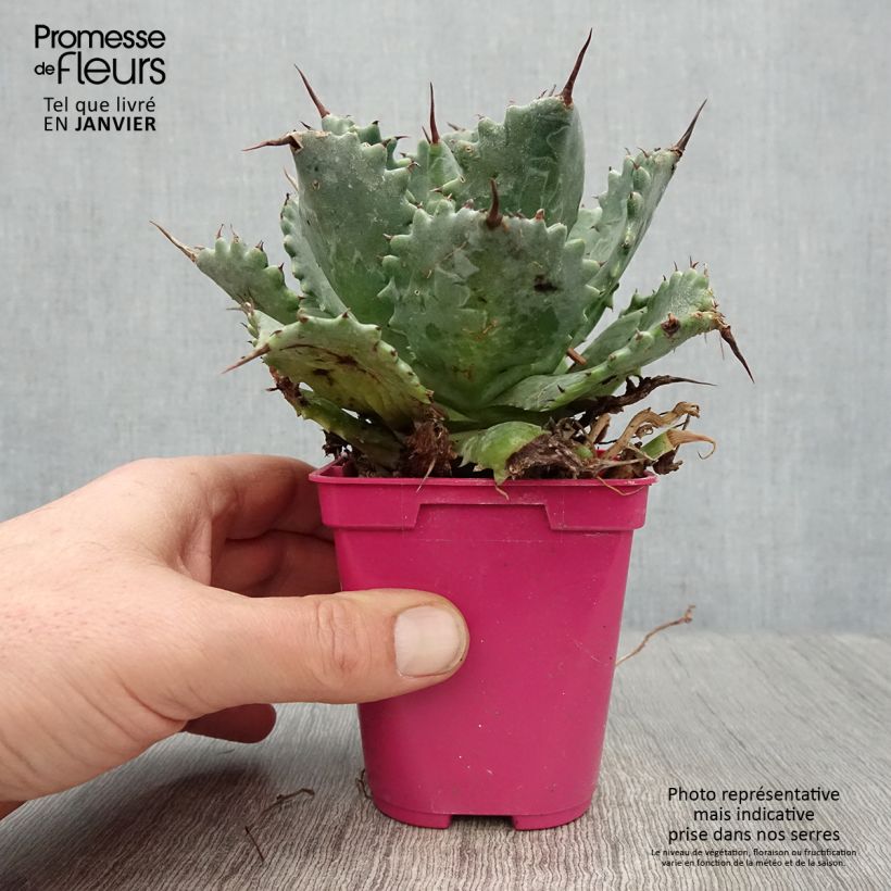 Spécimen de Agave isthmensis Pot de 10 cm/11cm tel que livré en hiver