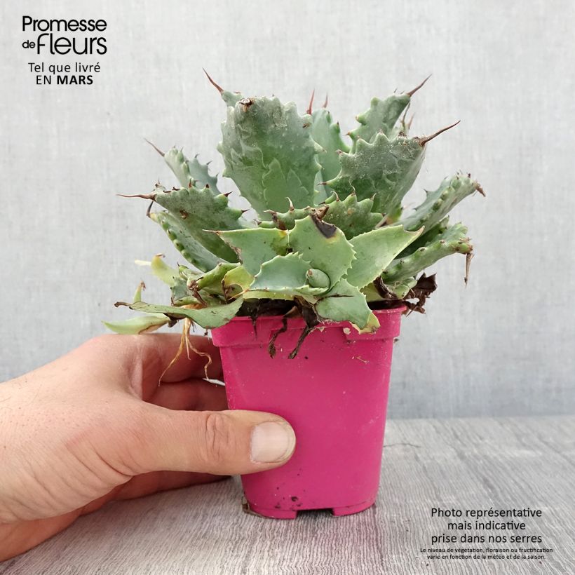 Agave isthmensis Vaso da Ø 10 cm/11 cm esemplare consegnato in primavera