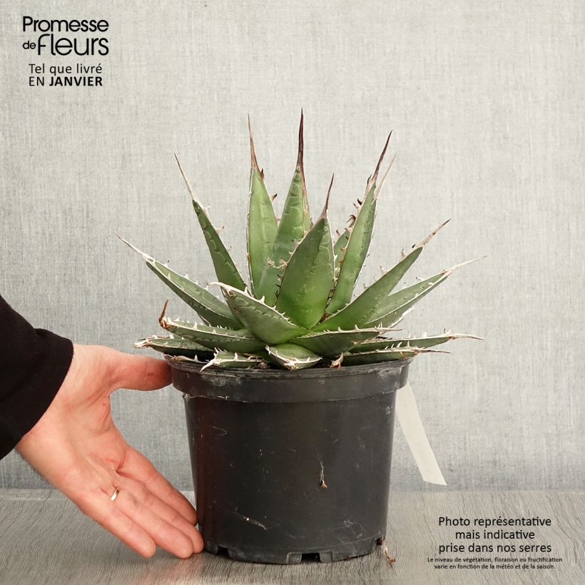 Spécimen de Agave kerchovei Pot de 3L/4L tel que livré en hiver