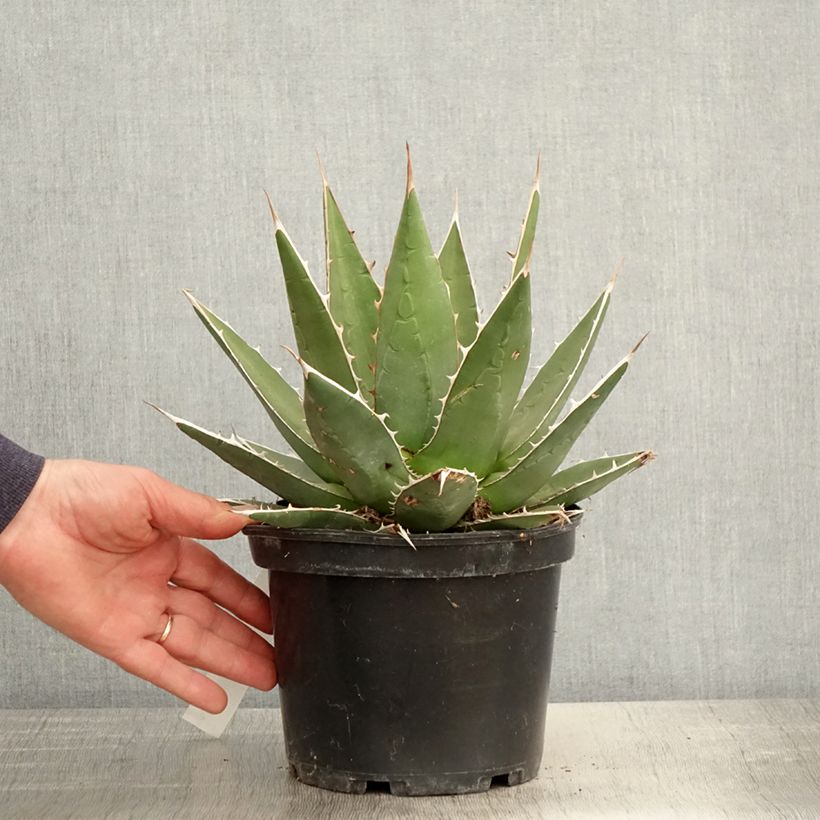 Amostra de Agave kerchovei Vaso de 3 L/4 L tal como entregue na primavera