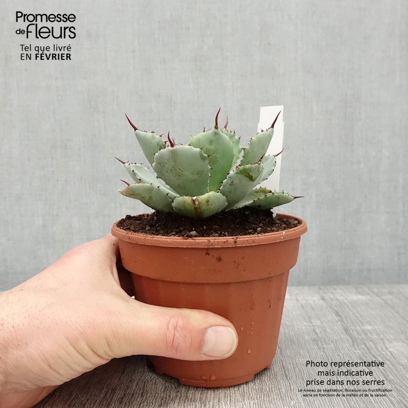 Spécimen de Agave Kikijokan Pot de 12 cm / 13 cm tel que livré en hiver