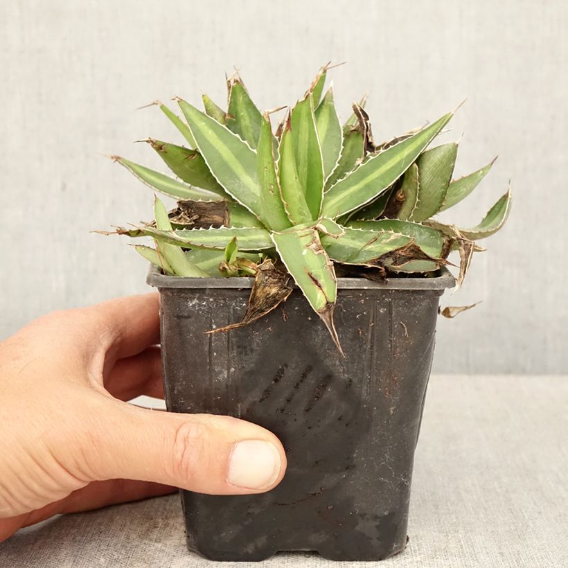 Spécimen de Agave lophantha - Agave à crête épineuse Pot de 12 cm / 13 cm tel que livré au printemps