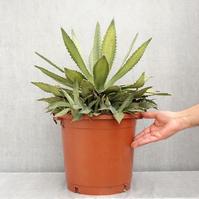 Spécimen de Agave lophantha Ensifera Pot de 12L/15L, 35/40 diamètre tel que livré en été