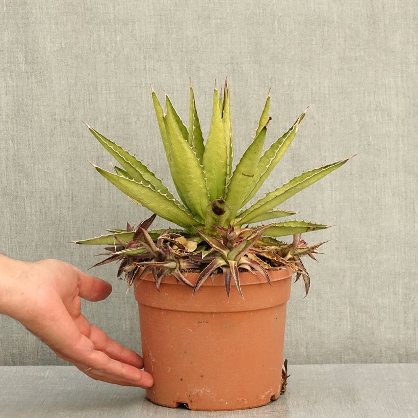 Spécimen de Agave lophantha Splendida - Agave bicolore Pot de 3L/4L tel que livré en été
