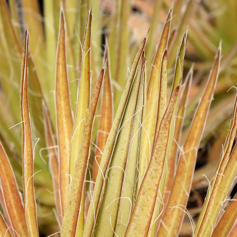 Agave multifilifera - Agave des montagnes (Feuillage)