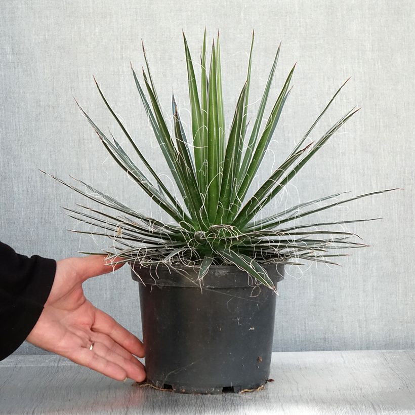 Spécimen de Agave multifilifera - Agave des montagnes Pot de 3L/4L tel que livré en automne