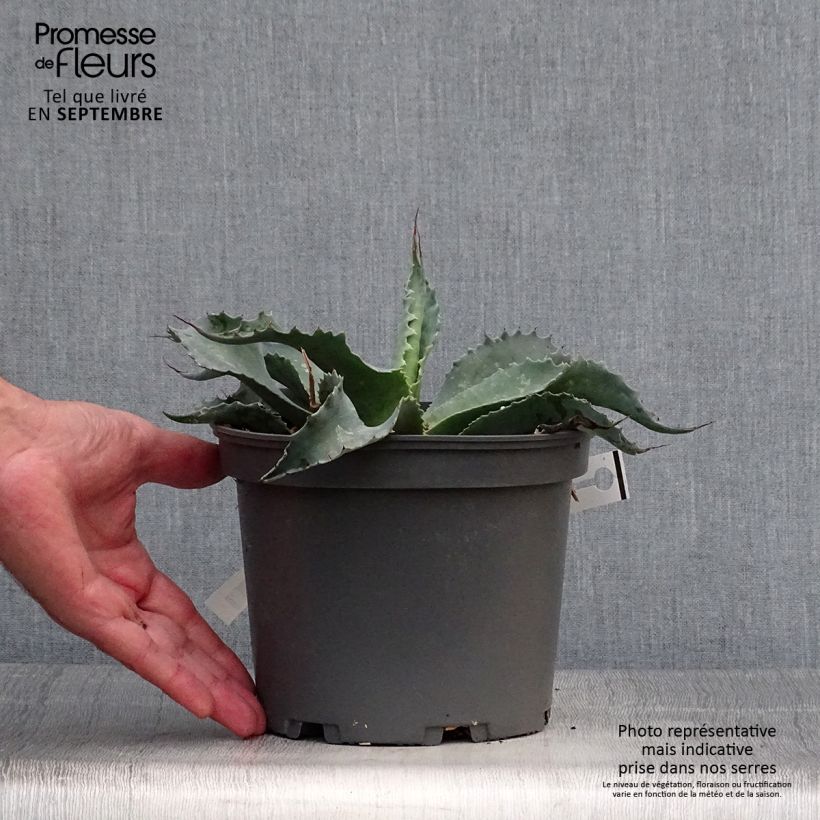 Spécimen de Agave ovatifolia Pot de 3L/4L tel que livré en automne