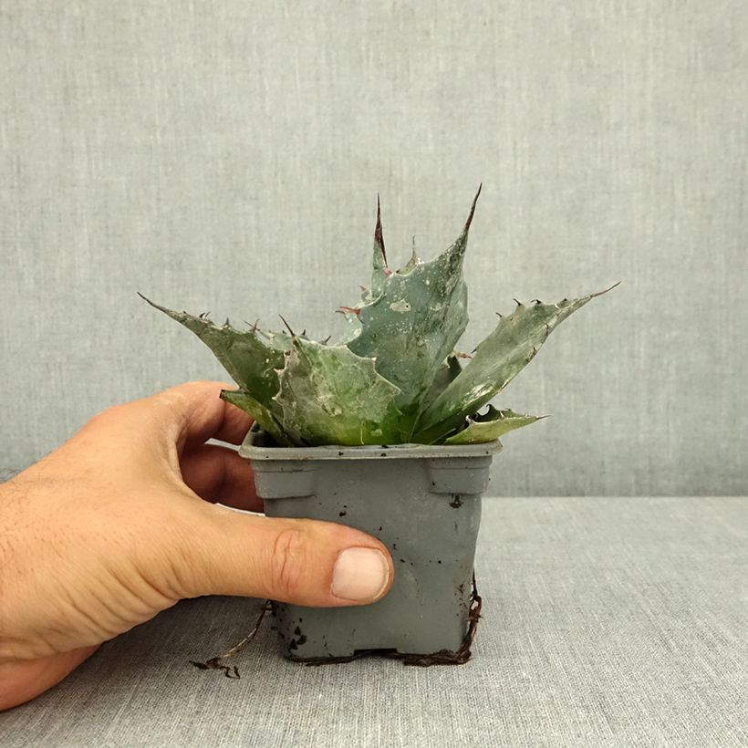 Spécimen de Agave parrasana - Agave chou Godet de 8/9 cm tel que livré en été