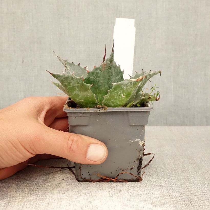 Spécimen de Agave parrasana - Agave chou Godet de 8/9 cm tel que livré au printemps