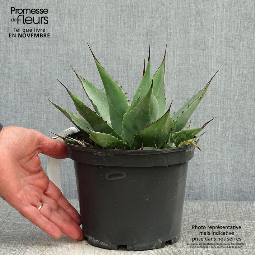 Spécimen de Agave parrasana - Agave chou Pot de 3L/4L tel que livré en automne