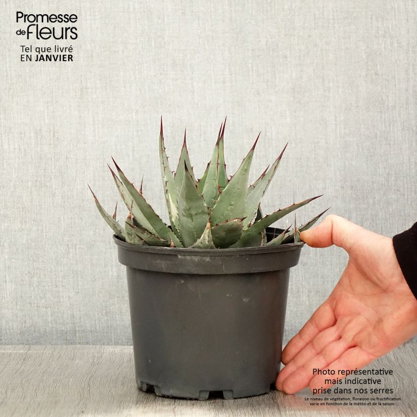 Spécimen de Agave parrasana - Agave chou Pot de 3L/4L tel que livré en hiver