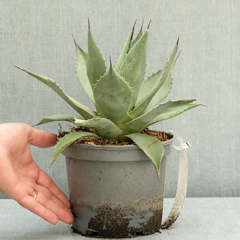 Spécimen de Agave parryi huachucensis - Agave de Parry Pot de 2L/3L tel que livré en été