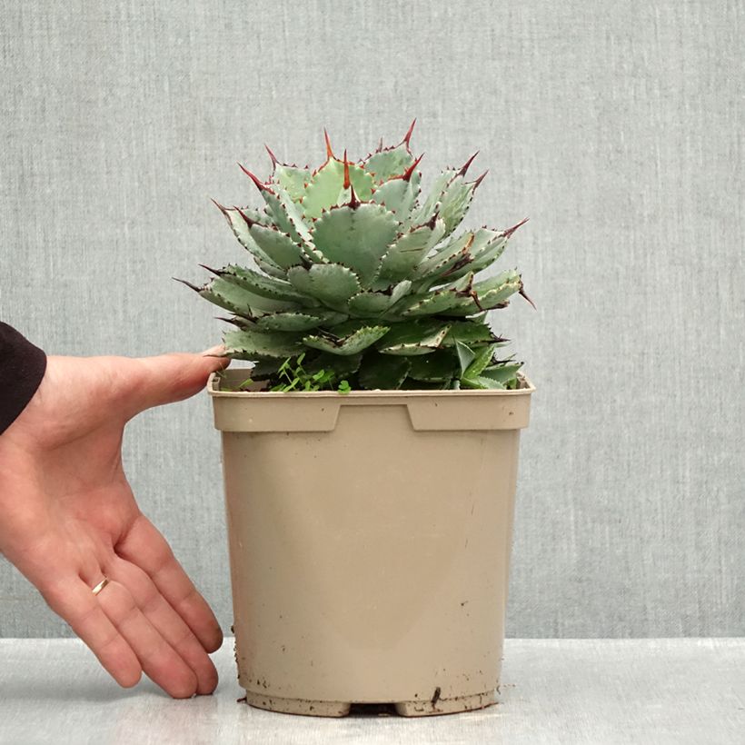 Spécimen de Agave potatorum Kichiokan Pot de 3L/4L tel que livré en automne