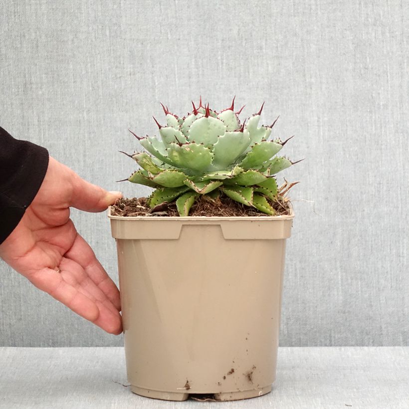 Spécimen de Agave potatorum Kichiokan Pot de 3L/4L tel que livré en hiver