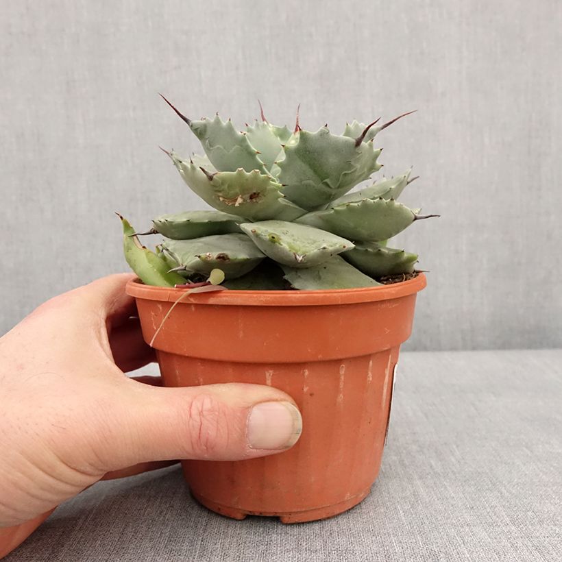 Spécimen de Agave potatorum Pot de 2L/3L tel que livré en hiver