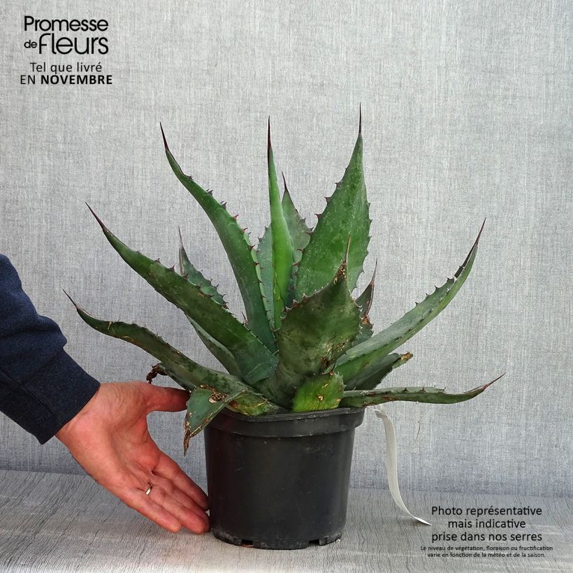Spécimen de Agave salmiana - Agave de Salm Pot de 3L/4L tel que livré en automne