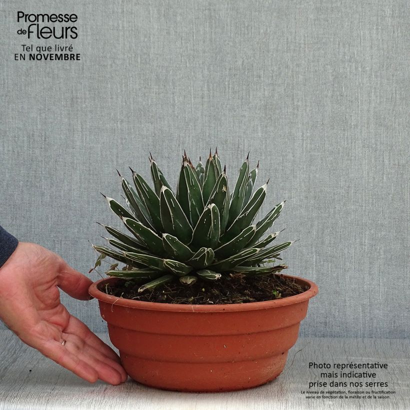 Spécimen de Agave victoriae reginae - Agave de la Reine Victoria Pot de 4L/5L tel que livré en automne