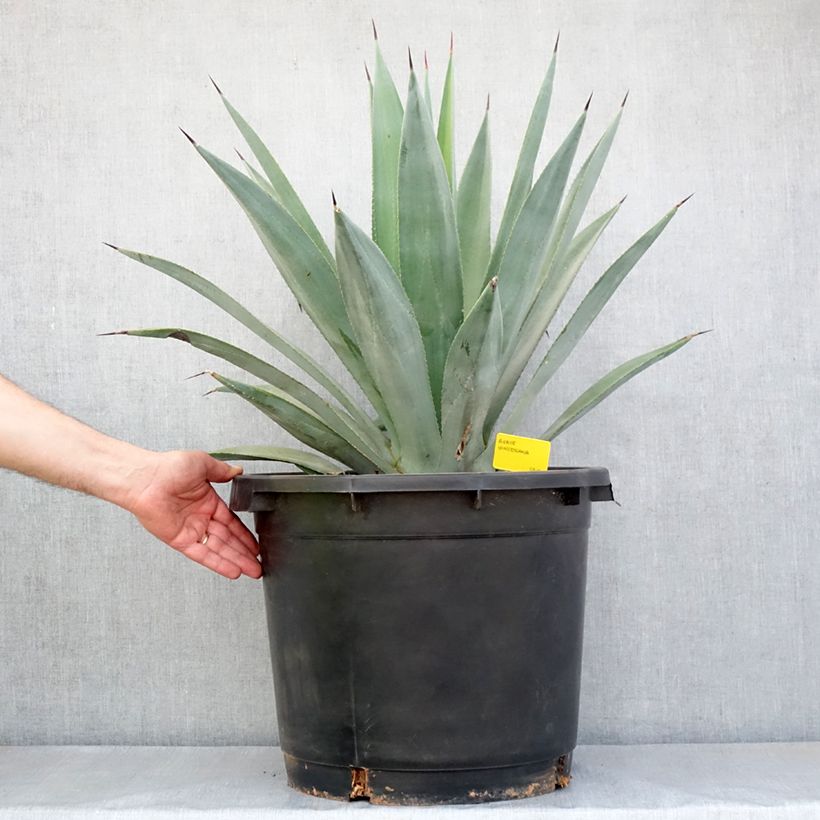 Spécimen de Agave x winteriana Pot de 30L/35L, 70/80 diamètre tel que livré en automne