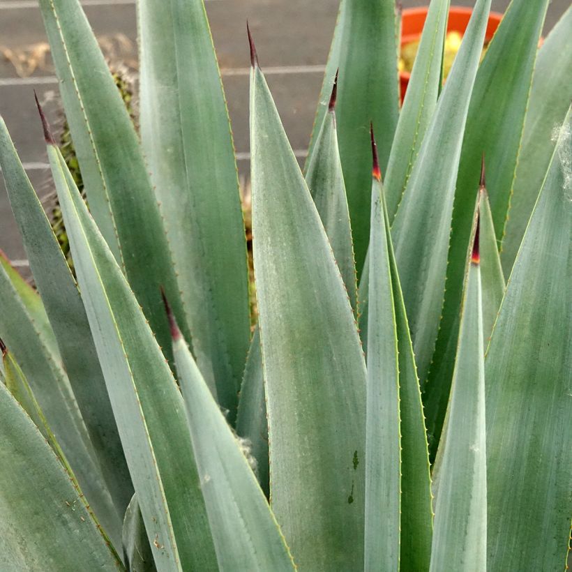 Agave x winteriana (Feuillage)