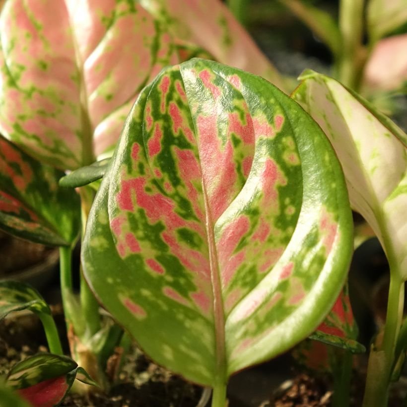 Aglaonema Beauty (Feuillage)