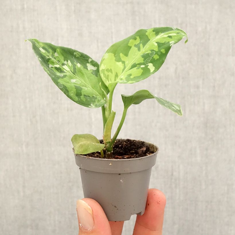 Spécimen de Aglaonema pictum Tricolor Mini-plante tel que livré en automne