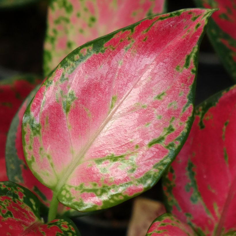 Aglaonema Red Dragon (Feuillage)
