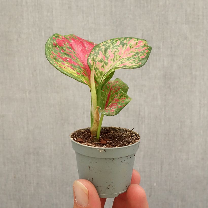 Spécimen de Aglaonema Red Zircon Mini-plante tel que livré en automne
