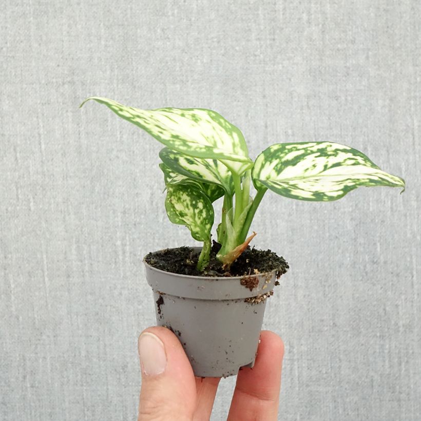 Spécimen de Aglaonema Snowflake Mini-plante tel que livré en automne