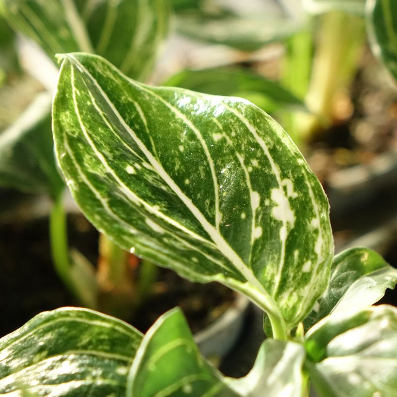 Aglaonema Toms Pride (Feuillage)