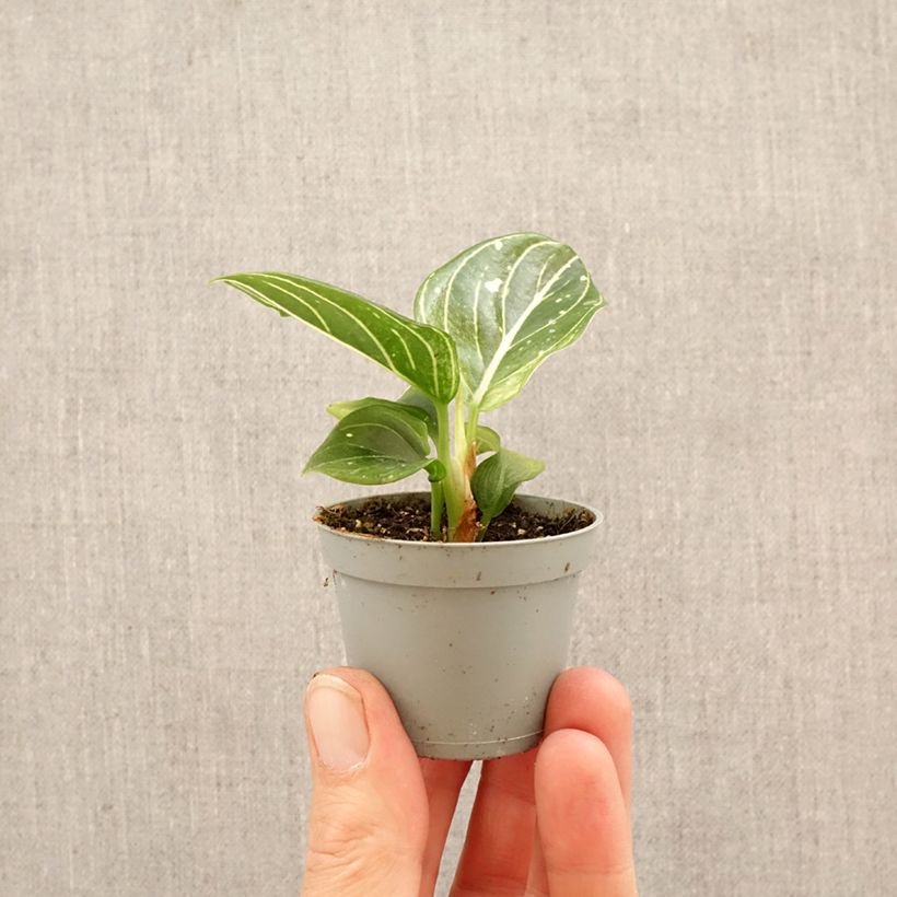 Spécimen de Aglaonema Toms Pride Mini-plante tel que livré au printemps