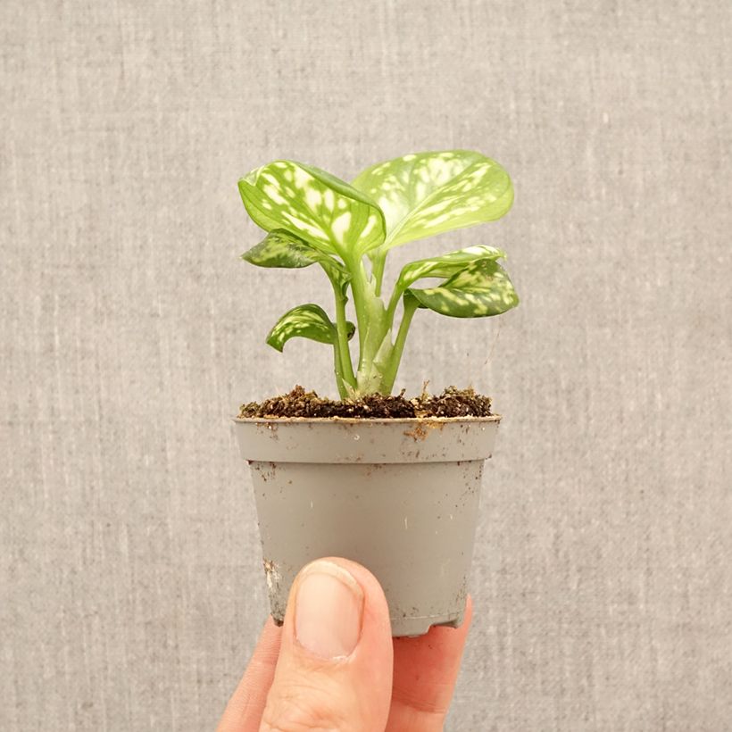 Spécimen de Aglaonema Variegata Pearls Mini-plante tel que livré au printemps