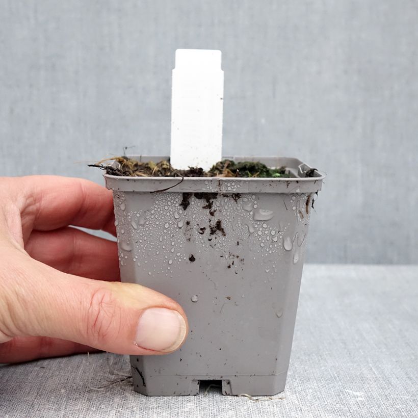 Spécimen de Ail d'ornement - Allium atropurpureum Godet de 8/9 cm calibre 8+ tel que livré en automne