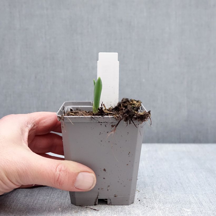 Spécimen de Ail d'ornement - Allium atropurpureum Godet de 8/9 cm calibre 8+ tel que livré en hiver