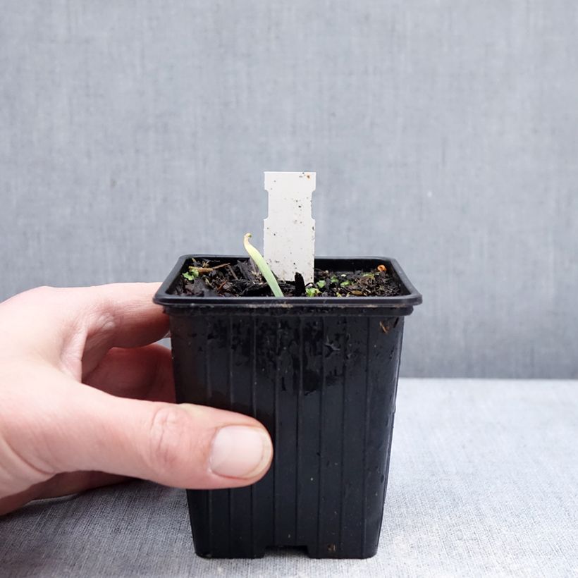 Spécimen de Ail d'ornement - Allium Bubble Bath Godet de 8/9 cm tel que livré en hiver