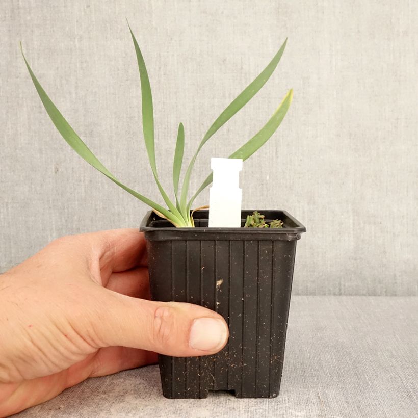 Spécimen de Ail d'ornement - Allium Bubble Bath Godet de 8/9 cm tel que livré au printemps