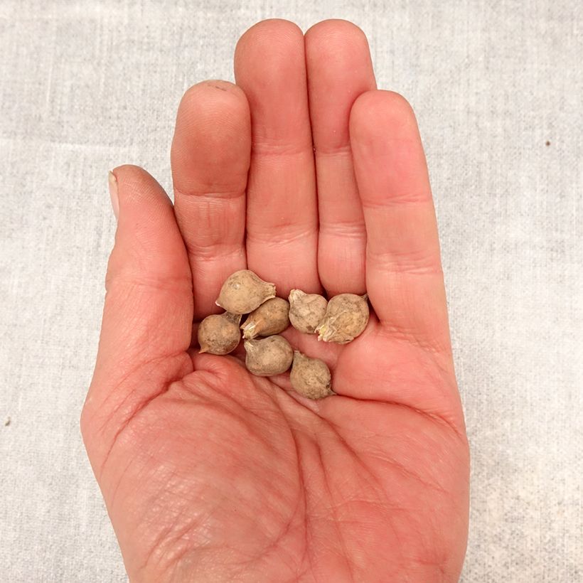 Spécimen de Ail d'ornement - Allium caeruleum Bulbe calibre 4+ tel que livré au printemps