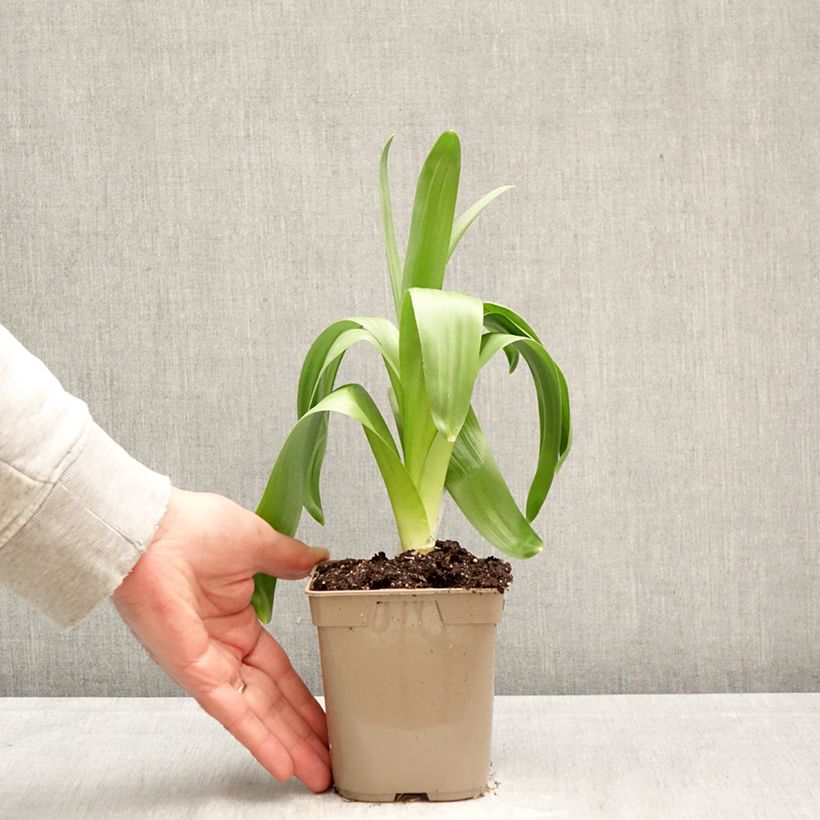 Spécimen de Ail d'ornement - Allium giganteum Pot de 12 cm / 13 cm calibre 20+ tel que livré au printemps